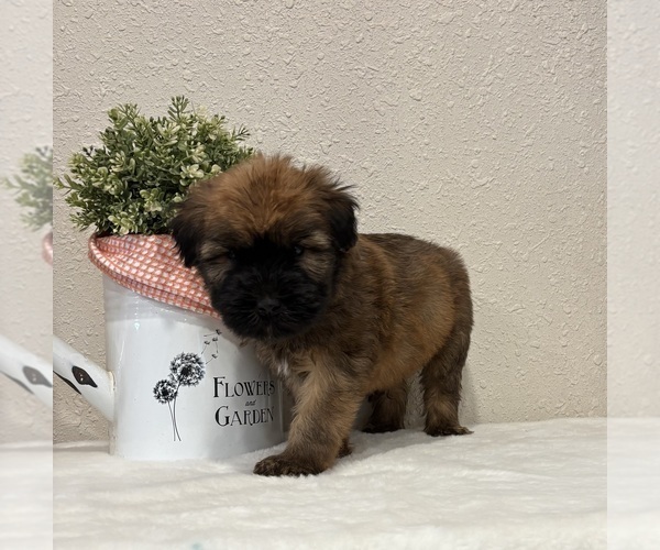 Medium Photo #3 Soft Coated Wheaten Terrier Puppy For Sale in SALEM, MO, USA