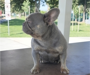 French Bulldog Puppy for sale in MODESTO, CA, USA