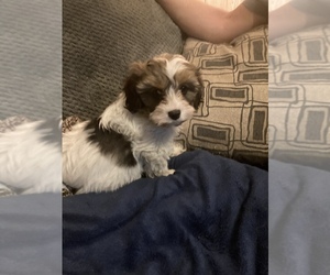 Cavalier King Charles Spaniel-Cavapoo Mix Puppy for sale in NEW BALTIMORE, MI, USA