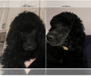 Poodle (Standard) Puppy for sale in TUCSON, AZ, USA