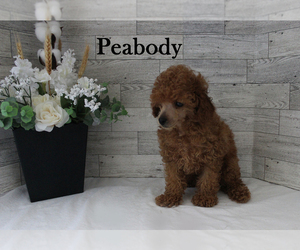 Poodle (Toy) Puppy for sale in CHANUTE, KS, USA