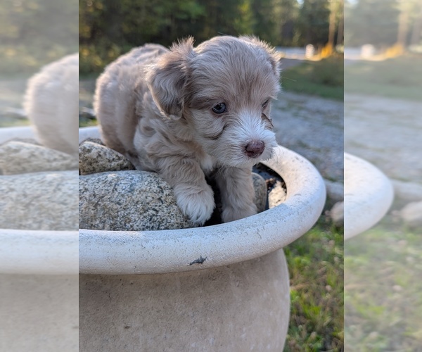 Medium Photo #13 Aussiedoodle Miniature  Puppy For Sale in SPIRIT LAKE, ID, USA