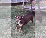Small #1 Chihuahua