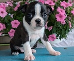 Puppy Zoey Boston Terrier