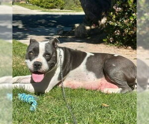 Mutt Dogs for adoption in Camarillo, CA, USA