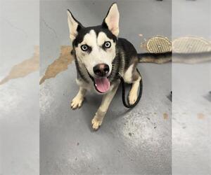 Siberian Husky Dogs for adoption in Peoria, IL, USA