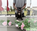 Small #8 Cane Corso