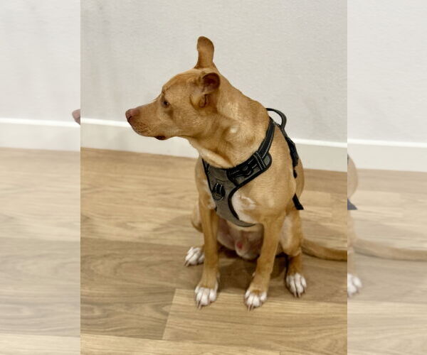 Medium Photo #2 American Pit Bull Terrier-Chihuahua Mix Puppy For Sale in McKinney, TX, USA