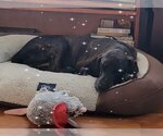 Small Photo #11 Coonhound-Plott Hound Mix Puppy For Sale in Wakefield, RI, USA