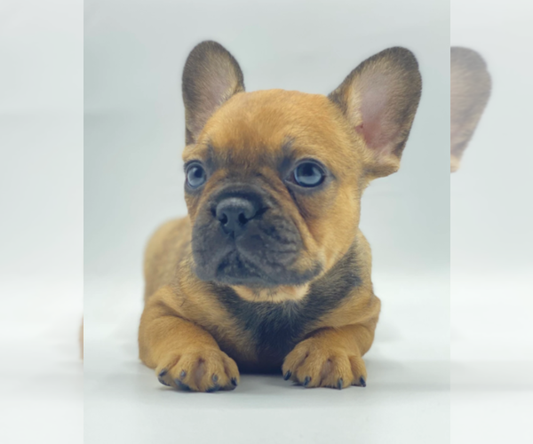 Medium Photo #1 French Bulldog Puppy For Sale in SARASOTA, FL, USA
