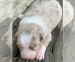 Small Photo #2 Australian Shepherd Puppy For Sale in LYNN, IN, USA