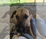Small Photo #5 Black Mouth Cur-Unknown Mix Puppy For Sale in Jackson, MS, USA