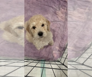 Goldendoodle Puppy for sale in DIXON, CA, USA