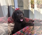 Puppy 6 Doodle-Labradoodle Mix