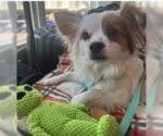 Small #1 Chihuahua Mix