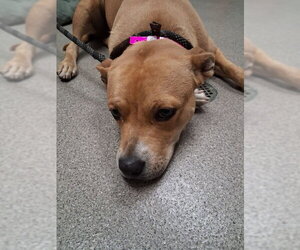 Mutt Dogs for adoption in Las Vegas, NV, USA