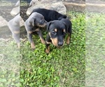 Small Photo #8 Doberman Pinscher Puppy For Sale in CAMPTON, KY, USA