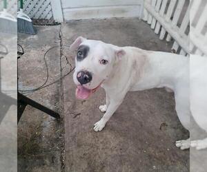 American Staffordshire Terrier Dogs for adoption in San Antonio, TX, USA
