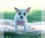 Small Photo #115 Chihuahua Puppy For Sale in WARSAW, IN, USA