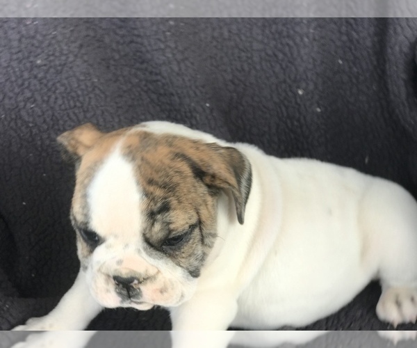 Medium Photo #5 English Bulldog Puppy For Sale in BOWLING GREEN, KY, USA