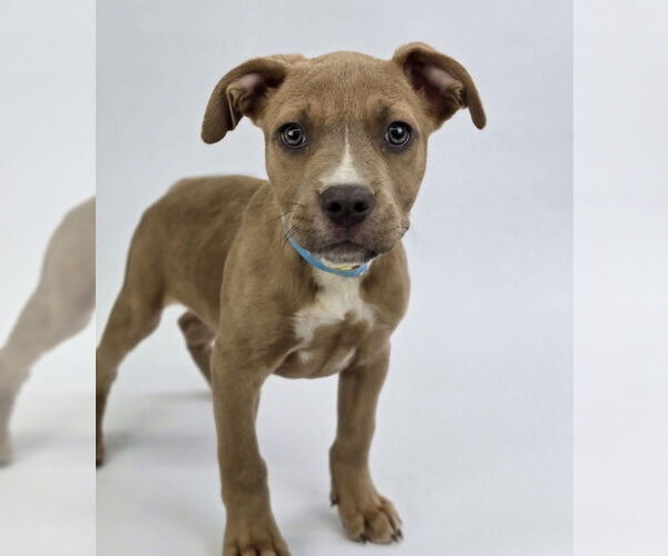 Medium Photo #5 American Staffordshire Terrier-Unknown Mix Puppy For Sale in Lakewood, CO, USA