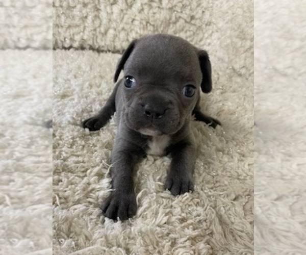 Medium Photo #1 Faux Frenchbo Bulldog Puppy For Sale in CRKD RVR RNCH, OR, USA