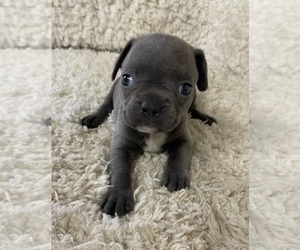 Faux Frenchbo Bulldog Puppy for sale in CRKD RVR RNCH, OR, USA