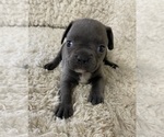 Small Photo #1 Faux Frenchbo Bulldog Puppy For Sale in CRKD RVR RNCH, OR, USA