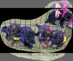Small Photo #2 German Shepherd Dog Puppy For Sale in WHEELING, IL, USA