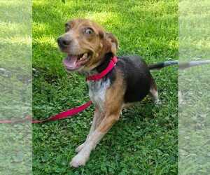 Rue - Female Beagle Dog for Adoption - Photo #10