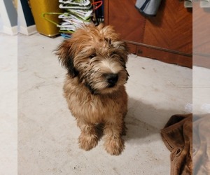 Soft Coated Wheaten Terrier Puppy for sale in ATHENS, TX, USA