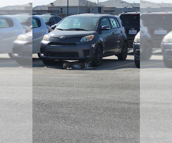 Medium Photo #3 American Staffordshire Terrier-Labrador Retriever Mix Puppy For Sale in San Antonio, TX, USA