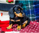 Small #2 Dachshund