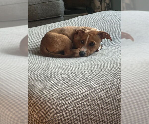 Medium Photo #4 Black Mouth Cur-Unknown Mix Puppy For Sale in Oakhurst, NJ, USA
