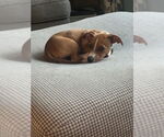 Small #3 Black Mouth Cur Mix
