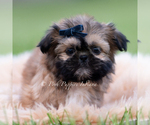 Small Photo #14 Shih Tzu Puppy For Sale in WARSAW, IN, USA
