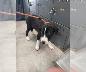 Mastiff Dogs for adoption in Fort Lauderdale, FL, USA