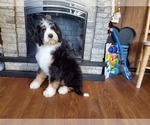 Small Photo #11 Bernedoodle Puppy For Sale in COLORADO SPRINGS, CO, USA