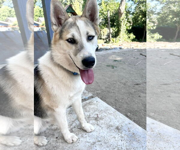 Medium Photo #4 Siberian Husky-Unknown Mix Puppy For Sale in Corona, CA, USA