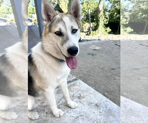 Bandit - Male Siberian Husky-Unknown Mix Dog for Adoption - Photo #4
