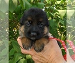 Puppy Red Puppy German Shepherd Dog