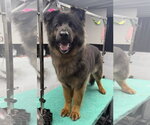 Small #8 German Shepherd Dog