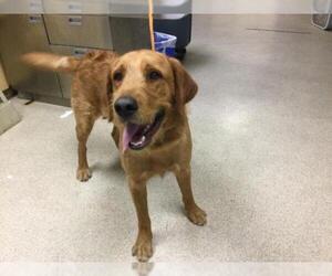 Golden Retriever-Unknown Mix Dogs for adoption in Riverside, CA, USA