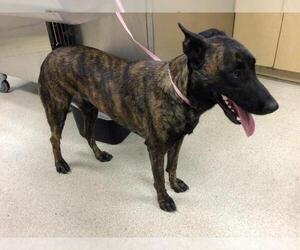 Dutch Shepherd -Unknown Mix Dogs for adoption in Riverside, CA, USA
