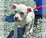 Small #6 Chihuahua Mix