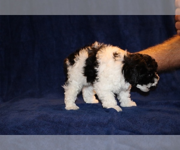 Medium Photo #7 Poodle (Toy) Puppy For Sale in DYERSBURG, TN, USA