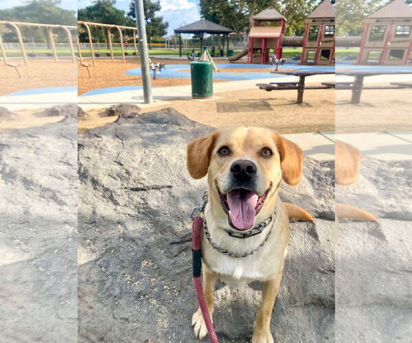 Medium Photo #12 Labrador Retriever-Unknown Mix Puppy For Sale in San Diego, CA, USA