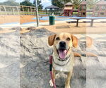 Small #11 Labrador Retriever Mix