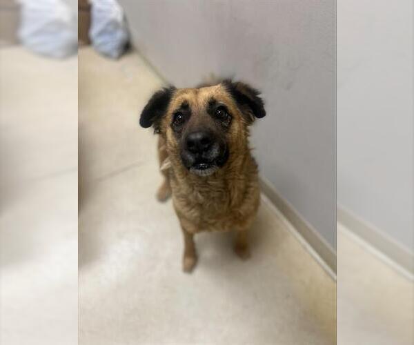 Medium Photo #1 German Shepherd Dog-Unknown Mix Puppy For Sale in Chula Vista, CA, USA