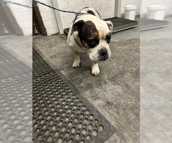 Medium Photo #1 Bulldog Puppy For Sale in Stockton, CA, USA